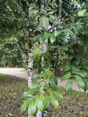 Phaleria octandra