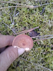 Lactarius atlanticus