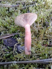 Lactarius atlanticus