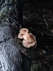 Fungi