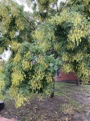 Styphnolobium japonicum