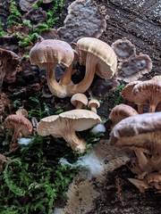 Neolentinus adhaerens