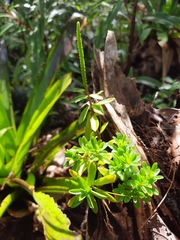 Peperomia leptophylla