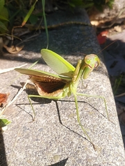 Tenodera sinensis