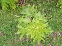 Roldana heracleifolia