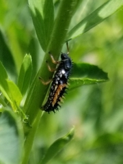 Harmonia axyridis