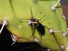Galerita collaris