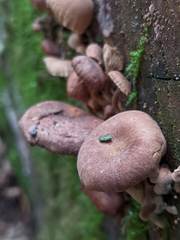 Neolentinus adhaerens