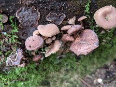 Neolentinus adhaerens