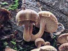 Neolentinus adhaerens