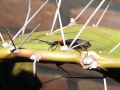 Galerita collaris