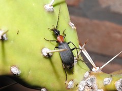 Galerita collaris