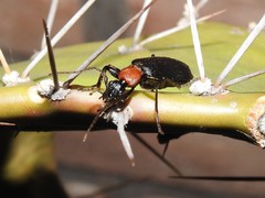 Galerita collaris