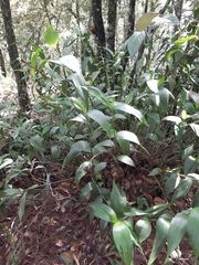 Elleanthus capitatus