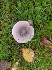 Cortinarius hemitrichus