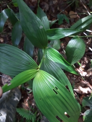 Elleanthus capitatus