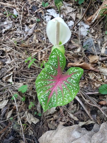 Caladium bicolor