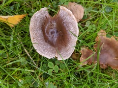 Cortinarius hemitrichus