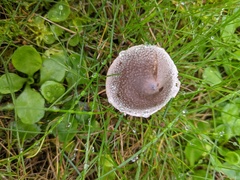 Cortinarius hemitrichus