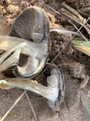 Melanoleuca cinereifolia