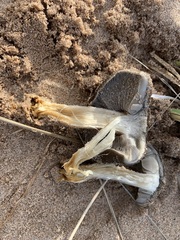 Melanoleuca cinereifolia