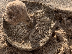 Melanoleuca cinereifolia