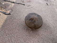 Melanoleuca cinereifolia