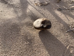 Melanoleuca cinereifolia