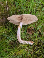 Cortinarius hemitrichus