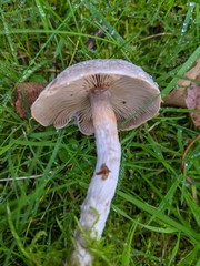Cortinarius hemitrichus