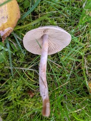 Cortinarius hemitrichus