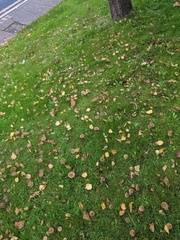 Cortinarius hemitrichus