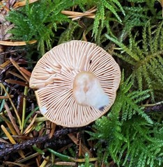 Lactarius luculentus