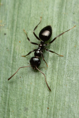 Prolasius