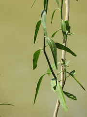 Solanum amygdalifolium