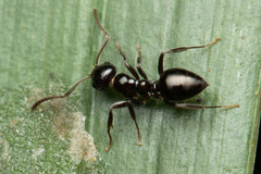 Prolasius