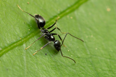 Leptomyrmex burwelli