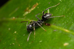 Teratomyrmex greavesi