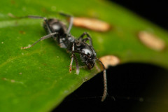 Teratomyrmex greavesi