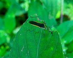 Plapigus circumcinctus