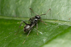 Teratomyrmex greavesi