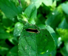 Plapigus circumcinctus