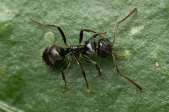 Teratomyrmex greavesi