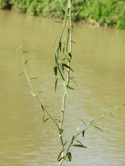 Solanum amygdalifolium