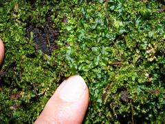 Pallavicinia