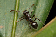 Pseudonotoncus hirsutus