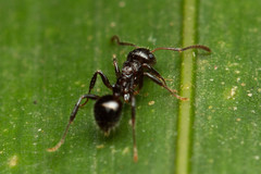 Pseudonotoncus hirsutus