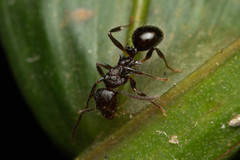 Pseudonotoncus hirsutus