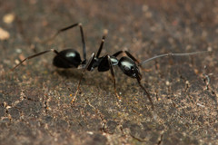 Leptomyrmex burwelli