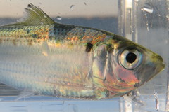 Opisthonema oglinum